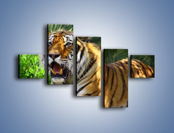 Obraz na płótnie – Cała duma tygrysa – pięcioczęściowy Z199W3