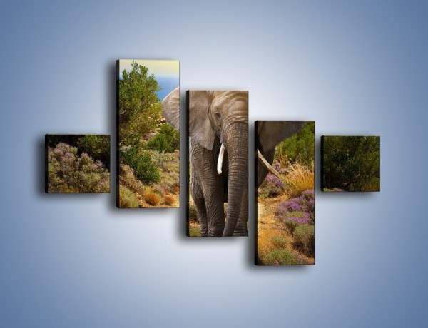 Obraz na płótnie – Moc i potęga słonia – pięcioczęściowy Z210W3
