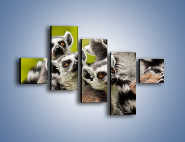 Obraz na płótnie – Wszystko wiedzące lemury – pięcioczęściowy Z259W3