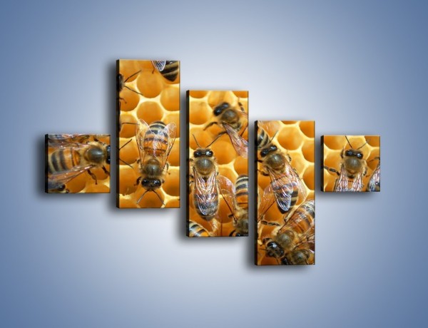 Obraz na płótnie – Pszczoły na plastrze miodu – pięcioczęściowy Z265W3