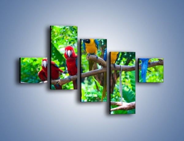 Obraz na płótnie – Obrażona koleżanka w gronie papug – pięcioczęściowy Z269W3