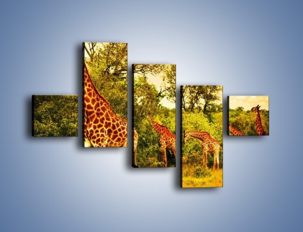 Obraz na płótnie – Spacer dumnych żyraf – pięcioczęściowy Z270W3