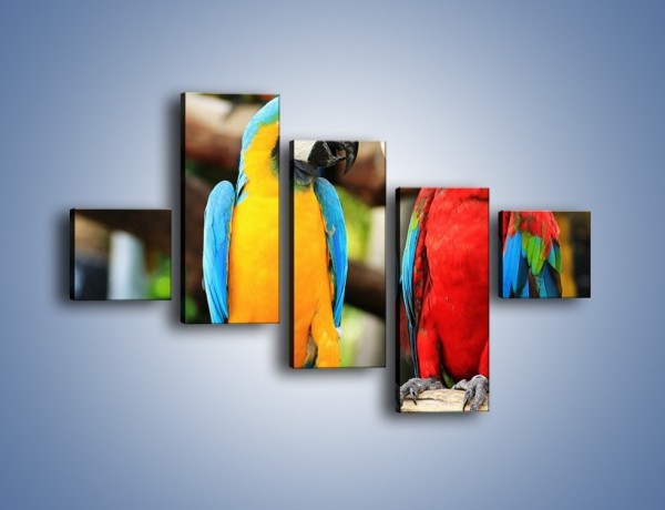 Obraz na płótnie – Ploty papuzie – pięcioczęściowy Z276W3