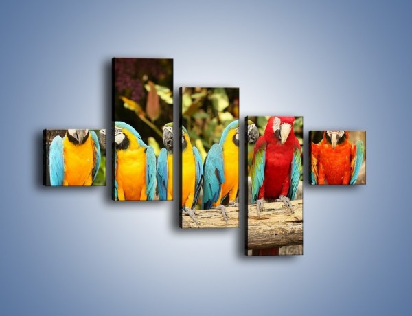 Obraz na płótnie – Sześć papug czeka na siódmego – pięcioczęściowy Z279W3