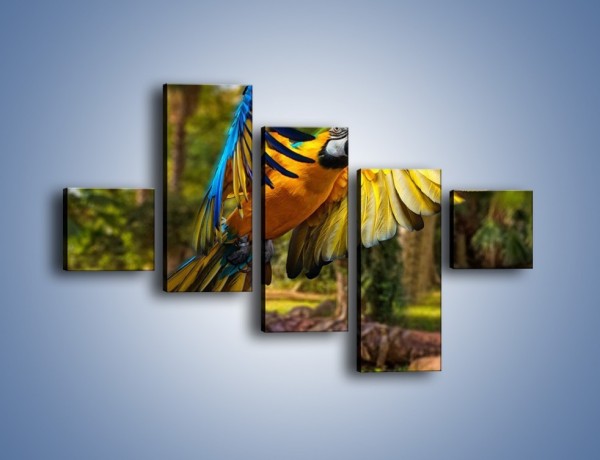 Obraz na płótnie – Rozłożone barwne skrzydła papugi – pięcioczęściowy Z281W3