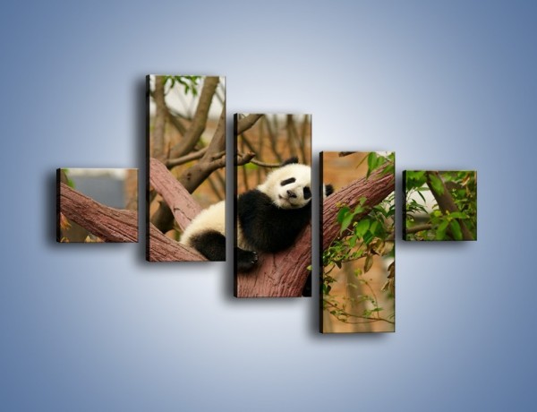 Obraz na płótnie – Sen pandy na drzewie – pięcioczęściowy Z286W3