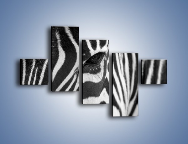 Obraz na płótnie – Zebra z bliska – pięcioczęściowy Z301W3