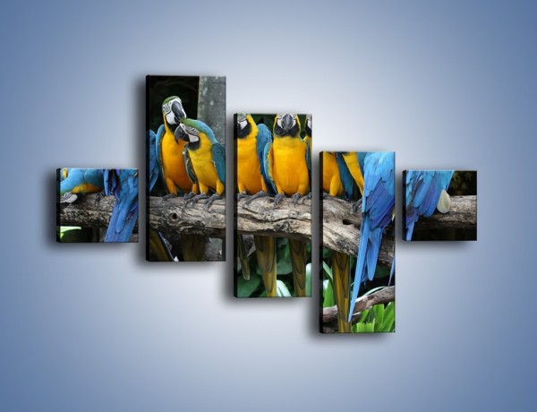 Obraz na płótnie – Narada papuziej rodziny – pięcioczęściowy Z307W3