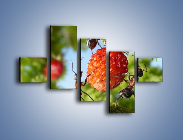 Obraz na płótnie – Mrówki i owoce – pięcioczęściowy Z309W3