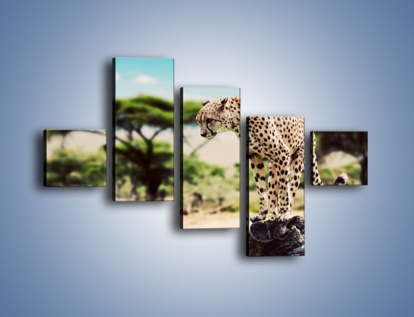 Obraz na płótnie – Cała zwinność geparda – pięcioczęściowy Z315W3