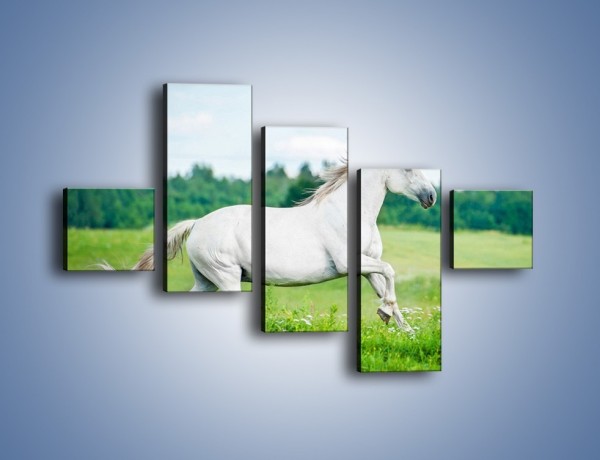 Obraz na płótnie – Biały koń i leśna polana – pięcioczęściowy Z317W3