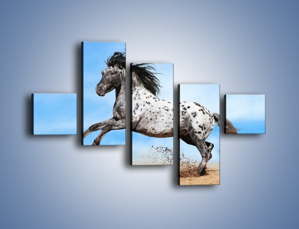 Obraz na płótnie – Rzadko spotykany okaz konia – pięcioczęściowy Z329W3