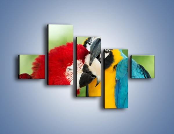 Obraz na płótnie – Miłość między papugami – pięcioczęściowy Z333W3