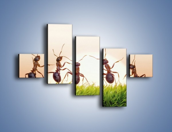 Obraz na płótnie – Taniec mrówek na trawie – pięcioczęściowy Z338W3