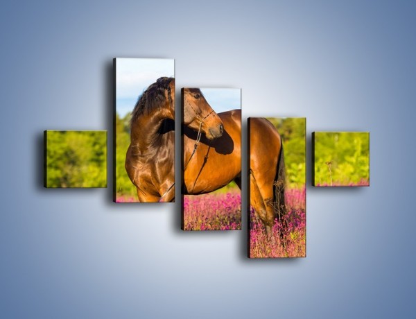 Obraz na płótnie – Koń w lawendowym polu – pięcioczęściowy Z340W3