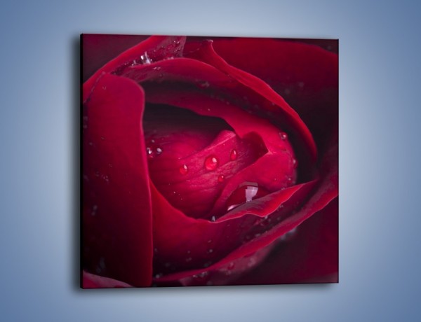 Obraz na płótnie – Ukryte myśli róży – jednoczęściowy kwadratowy K1018
