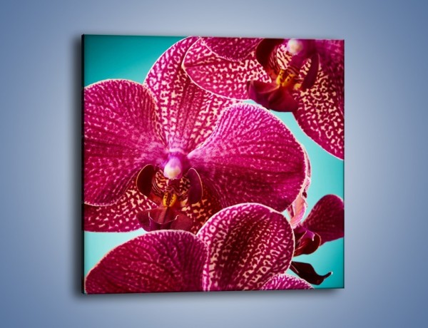 Obraz na płótnie – Płaty kwiatów i niebieskie tło – jednoczęściowy kwadratowy K1019