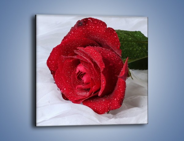 Obraz na płótnie – Bordowa róża na białej pościeli – jednoczęściowy kwadratowy K1023