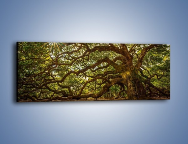 Obraz na płótnie – Drzewo które ma tysiąc rąk – jednoczęściowy panoramiczny KN1186A