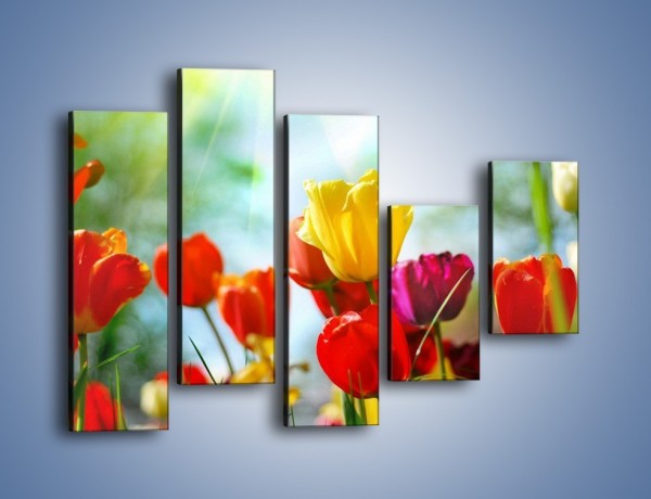 Obraz na płótnie – Pole polskich tulipanów – pięcioczęściowy K011W4