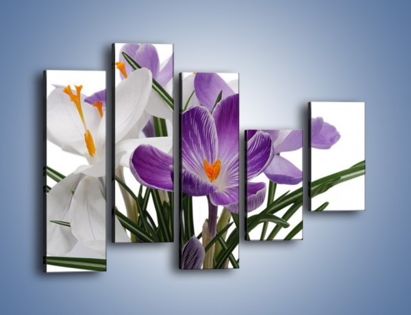 Obraz na płótnie – Biało-fioletowe krokusy – pięcioczęściowy K020W4