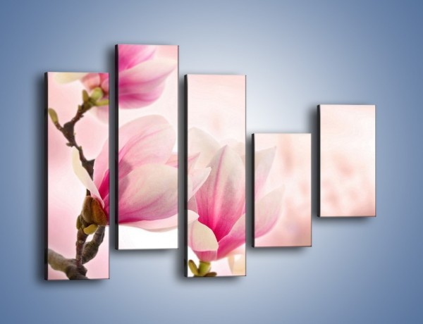 Obraz na płótnie – W pół rozwinięte biało-różowe magnolie – pięcioczęściowy K033W4