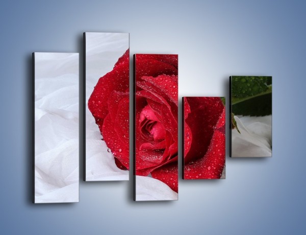 Obraz na płótnie – Bordowa róża na białej pościeli – pięcioczęściowy K1023W4