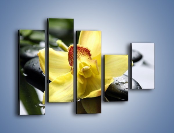 Obraz na płótnie – Żółty kwiat na mokrych kamieniach – pięcioczęściowy K155W4