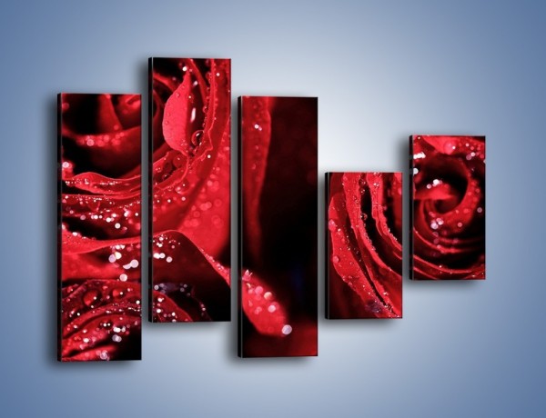 Obraz na płótnie – Róża czerwona jak wino – pięcioczęściowy K170W4