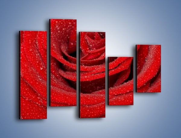 Obraz na płótnie – Czerwona moc w róży – pięcioczęściowy K171W4