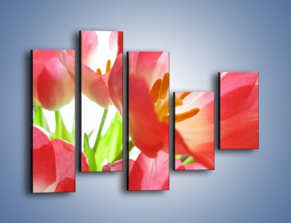 Obraz na płótnie – Rozwinięty tulipan w słońcu – pięcioczęściowy K188W4