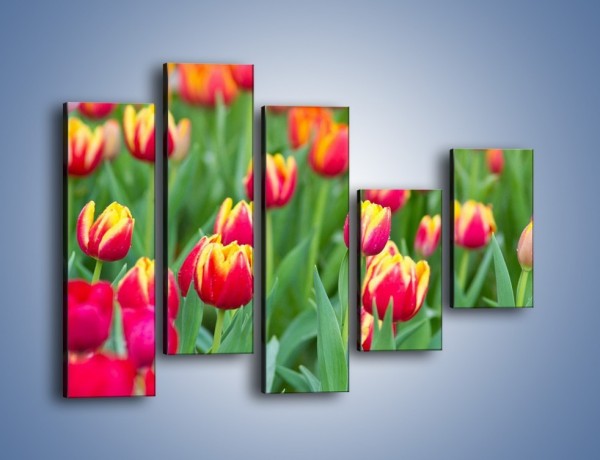 Obraz na płótnie – Spacer wśród czerwonych tulipanów – pięcioczęściowy K231W4