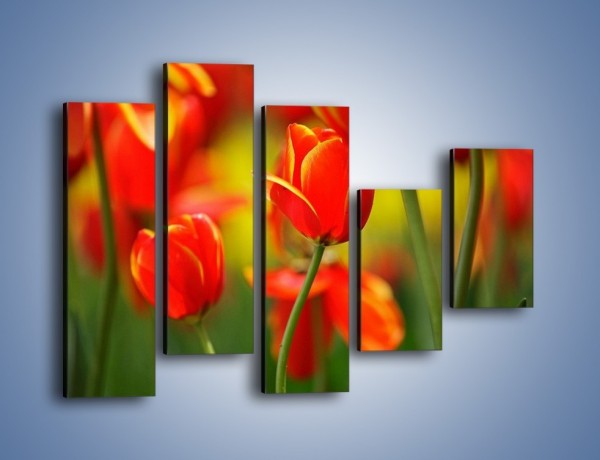 Obraz na płótnie – Wyraźny charakter tulipanów – pięcioczęściowy K349W4