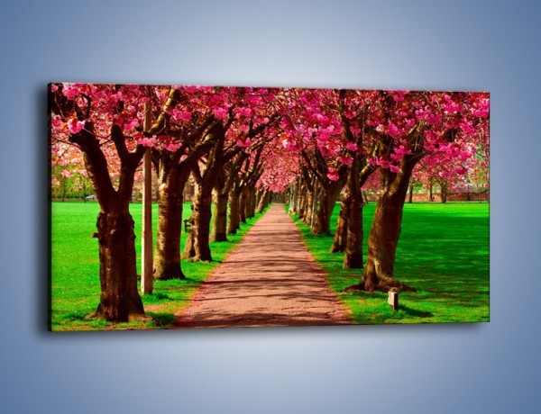 Obraz na płótnie – Aleja kwitnącej wiśni – jednoczęściowy panoramiczny KN1238A