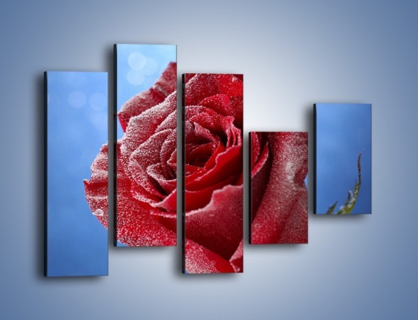 Obraz na płótnie – Róża w chłodne dni – pięcioczęściowy K597W4