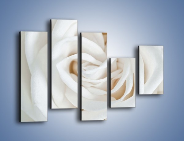 Obraz na płótnie – Biel róży za dnia – pięcioczęściowy K709W4