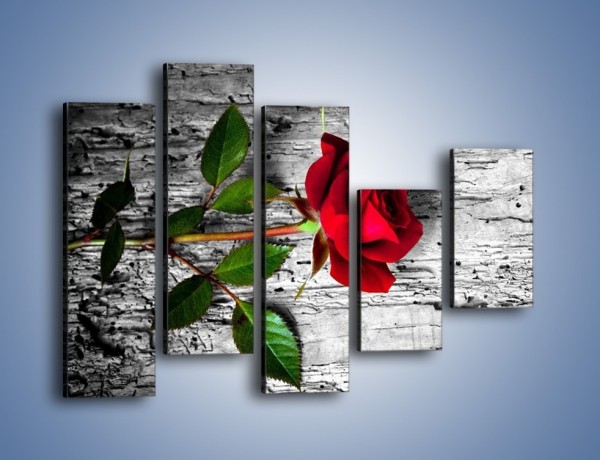 Obraz na płótnie – Róża na surowym tle – pięcioczęściowy K843W4