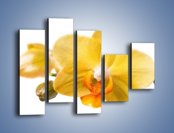 Obraz na płótnie – Kwiat jak soczysta pomarańcza – pięcioczęściowy K851W4
