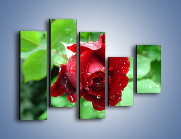 Obraz na płótnie – Zdrowa róża w ogrodzie – pięcioczęściowy K875W4