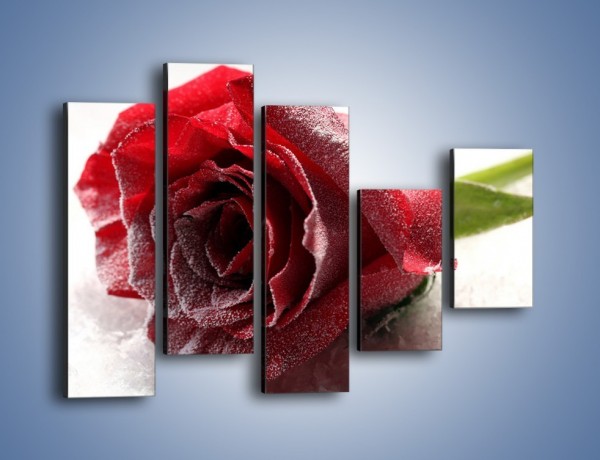 Obraz na płótnie – Zimne podłoże i czerwona róża – pięcioczęściowy K933W4