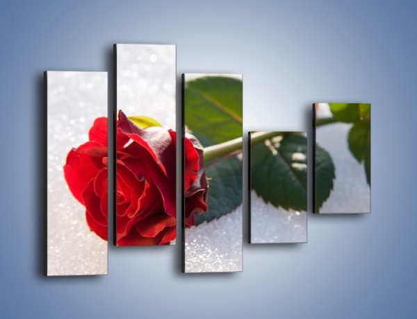 Obraz na płótnie – Gorąca róża na zmrożonej tafli – pięcioczęściowy K946W4