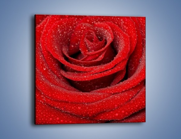 Obraz na płótnie – Czerwona moc w róży – jednoczęściowy kwadratowy K171