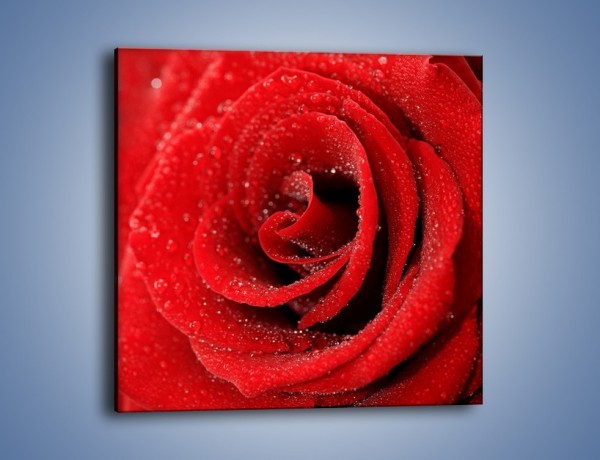 Obraz na płótnie – Róża pełna namiętności – jednoczęściowy kwadratowy K174