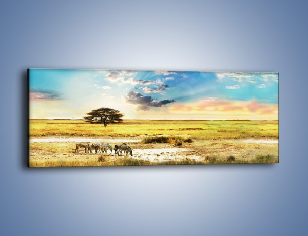 Obraz na płótnie – Zebry na sawannie – jednoczęściowy panoramiczny KN1298A