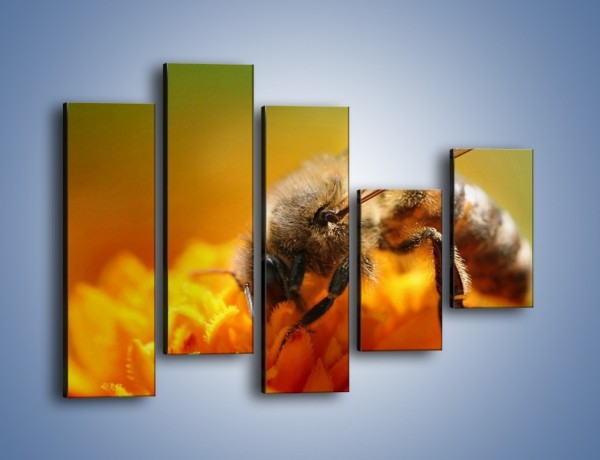 Obraz na płótnie – Pszczoła zbierająca nektar – pięcioczęściowy Z002W4