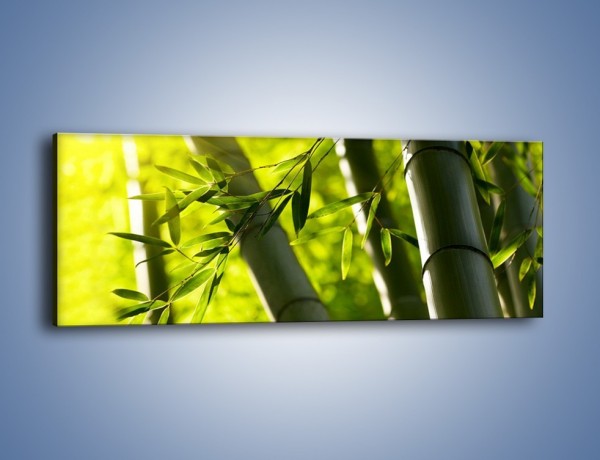 Obraz na płótnie – Twarde łodygi bambusa – jednoczęściowy panoramiczny KN1314A