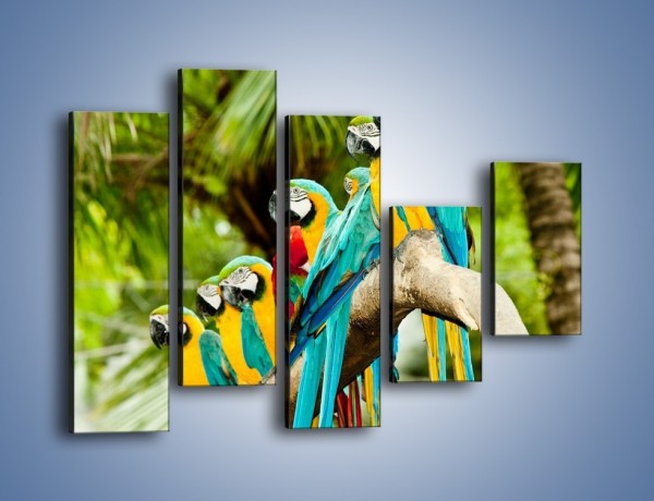 Obraz na płótnie – Kolorowe papugi w szeregu – pięcioczęściowy Z029W4