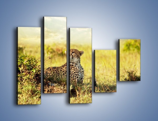 Obraz na płótnie – Relaks z gepardem w cieniu – pięcioczęściowy Z040W4