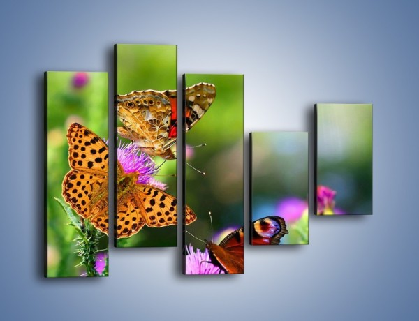 Obraz na płótnie – Świat kolorowych motyli – pięcioczęściowy Z053W4