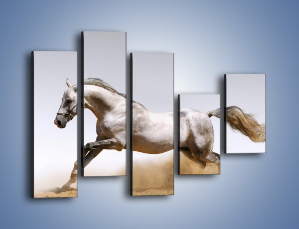 Obraz na płótnie – Srebrny koń w galopie – pięcioczęściowy Z062W4